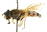  ( - CNC DIPTERA 105554)  @13 [ ] CreativeCommons - Attribution (2011) CNC/CBG Photography Group Centre for Biodiversity Genomics