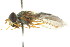  ( - CNC DIPTERA 105555)  @12 [ ] CreativeCommons - Attribution (2011) CNC/CBG Photography Group Centre for Biodiversity Genomics