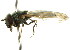  (Melanostoma dubium - CNC DIPTERA 105584)  @13 [ ] CreativeCommons - Attribution (2011) CNC/CBG Photography Group Centre for Biodiversity Genomics