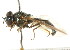  (Melanostoma fasciatum - CNC DIPTERA 105588)  @14 [ ] CreativeCommons - Attribution (2011) CNC/CBG Photography Group Centre for Biodiversity Genomics