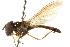  (Melanostoma incompletum - CNC DIPTERA 105590)  @11 [ ] CreativeCommons - Attribution (2011) CNC/CBG Photography Group Centre for Biodiversity Genomics