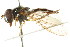  ( - CNC DIPTERA 105591)  @11 [ ] CreativeCommons - Attribution (2011) CNC/CBG Photography Group Centre for Biodiversity Genomics