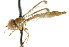  ( - CNC DIPTERA 105657)  @11 [ ] CreativeCommons - Attribution (2011) CNC/CBG Photography Group Centre for Biodiversity Genomics