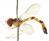  ( - CNC DIPTERA 105668)  @11 [ ] CreativeCommons - Attribution (2011) CNC/CBG Photography Group Centre for Biodiversity Genomics