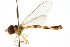 ( - CNC DIPTERA 105670)  @11 [ ] CreativeCommons - Attribution (2011) CNC/CBG Photography Group Centre for Biodiversity Genomics