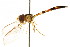  ( - CNC DIPTERA 105671)  @11 [ ] CreativeCommons - Attribution (2011) CNC/CBG Photography Group Centre for Biodiversity Genomics