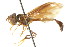  ( - CNC DIPTERA 105673)  @11 [ ] CreativeCommons - Attribution (2011) CNC/CBG Photography Group Centre for Biodiversity Genomics