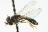  ( - CNC DIPTERA 105699)  @11 [ ] CreativeCommons - Attribution (2011) CNC/CBG Photography Group Centre for Biodiversity Genomics
