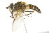  ( - CNC DIPTERA 105701)  @13 [ ] CreativeCommons - Attribution (2011) CNC/CBG Photography Group Centre for Biodiversity Genomics