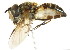  ( - CNC DIPTERA 105702)  @14 [ ] CreativeCommons - Attribution (2011) CNC/CBG Photography Group Centre for Biodiversity Genomics