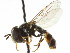  ( - CNC DIPTERA 105782)  @11 [ ] CreativeCommons - Attribution (2011) CNC/CBG Photography Group Centre for Biodiversity Genomics