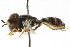  ( - CNC DIPTERA 105783)  @12 [ ] CreativeCommons - Attribution (2011) CNC/CBG Photography Group Centre for Biodiversity Genomics