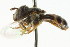  ( - CNC DIPTERA 105788)  @13 [ ] CreativeCommons - Attribution (2011) CNC/CBG Photography Group Centre for Biodiversity Genomics