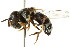  ( - CNC DIPTERA 105791)  @11 [ ] CreativeCommons - Attribution (2011) CNC/CBG Photography Group Centre for Biodiversity Genomics