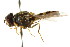  ( - CNC DIPTERA 105794)  @13 [ ] CreativeCommons - Attribution (2011) CNC/CBG Photography Group Centre for Biodiversity Genomics