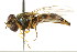  ( - CNC DIPTERA 105795)  @13 [ ] CreativeCommons - Attribution (2011) CNC/CBG Photography Group Centre for Biodiversity Genomics