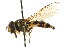  ( - CNC DIPTERA 105798)  @11 [ ] CreativeCommons - Attribution (2011) CNC/CBG Photography Group Centre for Biodiversity Genomics