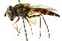  ( - CNC DIPTERA 105804)  @11 [ ] CreativeCommons - Attribution (2011) CNC/CBG Photography Group Centre for Biodiversity Genomics