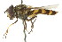  ( - CNC DIPTERA 105806)  @11 [ ] CreativeCommons - Attribution (2011) CNC/CBG Photography Group Centre for Biodiversity Genomics