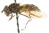  ( - CNC DIPTERA 105807)  @11 [ ] CreativeCommons - Attribution (2011) CNC/CBG Photography Group Centre for Biodiversity Genomics