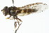  ( - CNC DIPTERA 105808)  @14 [ ] CreativeCommons - Attribution (2011) CNC/CBG Photography Group Centre for Biodiversity Genomics