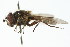  ( - CNC DIPTERA 105809)  @12 [ ] CreativeCommons - Attribution (2011) CNC/CBG Photography Group Centre for Biodiversity Genomics