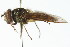  ( - CNC DIPTERA 105811)  @13 [ ] CreativeCommons - Attribution (2011) CNC/CBG Photography Group Centre for Biodiversity Genomics
