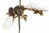 ( - CNC DIPTERA 106086)  @11 [ ] CreativeCommons - Attribution (2011) CNC/CBG Photography Group Centre for Biodiversity Genomics