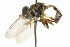  ( - CNC DIPTERA 106087)  @11 [ ] CreativeCommons - Attribution (2011) CNC/CBG Photography Group Centre for Biodiversity Genomics