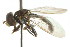  ( - CNC DIPTERA 106088)  @11 [ ] CreativeCommons - Attribution (2011) CNC/CBG Photography Group Centre for Biodiversity Genomics