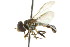 ( - CNC DIPTERA 106089)  @11 [ ] CreativeCommons - Attribution (2011) CNC/CBG Photography Group Centre for Biodiversity Genomics