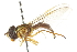  ( - CNC DIPTERA 106095)  @11 [ ] CreativeCommons - Attribution (2011) CNC/CBG Photography Group Centre for Biodiversity Genomics