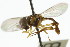  ( - CNC DIPTERA 106099)  @11 [ ] CreativeCommons - Attribution (2011) CNC/CBG Photography Group Centre for Biodiversity Genomics