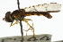  ( - CNC DIPTERA 106102)  @11 [ ] CreativeCommons - Attribution (2011) CNC/CBG Photography Group Centre for Biodiversity Genomics