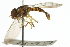  ( - CNC DIPTERA 106103)  @11 [ ] CreativeCommons - Attribution (2011) CNC/CBG Photography Group Centre for Biodiversity Genomics