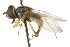  ( - CNC DIPTERA 106110)  @11 [ ] CreativeCommons - Attribution (2011) CNC/CBG Photography Group Centre for Biodiversity Genomics