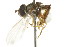  ( - CNC DIPTERA 106111)  @11 [ ] CreativeCommons - Attribution (2011) CNC/CBG Photography Group Centre for Biodiversity Genomics