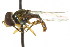  ( - CNC DIPTERA 106112)  @13 [ ] CreativeCommons - Attribution (2011) CNC/CBG Photography Group Centre for Biodiversity Genomics