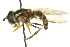  ( - CNC DIPTERA 106166)  @11 [ ] CreativeCommons - Attribution (2011) CNC/CBG Photography Group Centre for Biodiversity Genomics