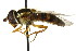  ( - CNC DIPTERA 106167)  @11 [ ] CreativeCommons - Attribution (2011) CNC/CBG Photography Group Centre for Biodiversity Genomics