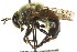  ( - CNC DIPTERA 106170)  @13 [ ] CreativeCommons - Attribution (2011) CNC/CBG Photography Group Centre for Biodiversity Genomics