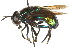  (Microdontinae - CNC DIPTERA 106171)  @16 [ ] CreativeCommons - Attribution (2011) CNC/CBG Photography Group Centre for Biodiversity Genomics