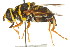  (Meromacrus acutus - CNC DIPTERA 106174)  @14 [ ] CreativeCommons - Attribution (2011) CNC/CBG Photography Group Centre for Biodiversity Genomics
