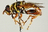  (Meromacrus gloriosus - CNC DIPTERA 106256)  @14 [ ] CreativeCommons - Attribution (2011) CNC/CBG Photography Group Centre for Biodiversity Genomics