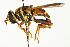  ( - CNC DIPTERA 106257)  @14 [ ] CreativeCommons - Attribution (2011) CNC/CBG Photography Group Centre for Biodiversity Genomics