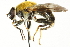  ( - CNC DIPTERA 106260)  @14 [ ] CreativeCommons - Attribution (2011) CNC/CBG Photography Group Centre for Biodiversity Genomics