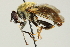  ( - CNC DIPTERA 106261)  @13 [ ] CreativeCommons - Attribution (2011) CNC/CBG Photography Group Centre for Biodiversity Genomics