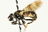  ( - CNC DIPTERA 106263)  @13 [ ] CreativeCommons - Attribution (2011) CNC/CBG Photography Group Centre for Biodiversity Genomics