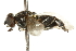  ( - CNC DIPTERA 106264)  @13 [ ] CreativeCommons - Attribution (2011) CNC/CBG Photography Group Centre for Biodiversity Genomics