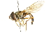  ( - CNC DIPTERA 106268)  @13 [ ] CreativeCommons - Attribution (2011) CNC/CBG Photography Group Centre for Biodiversity Genomics